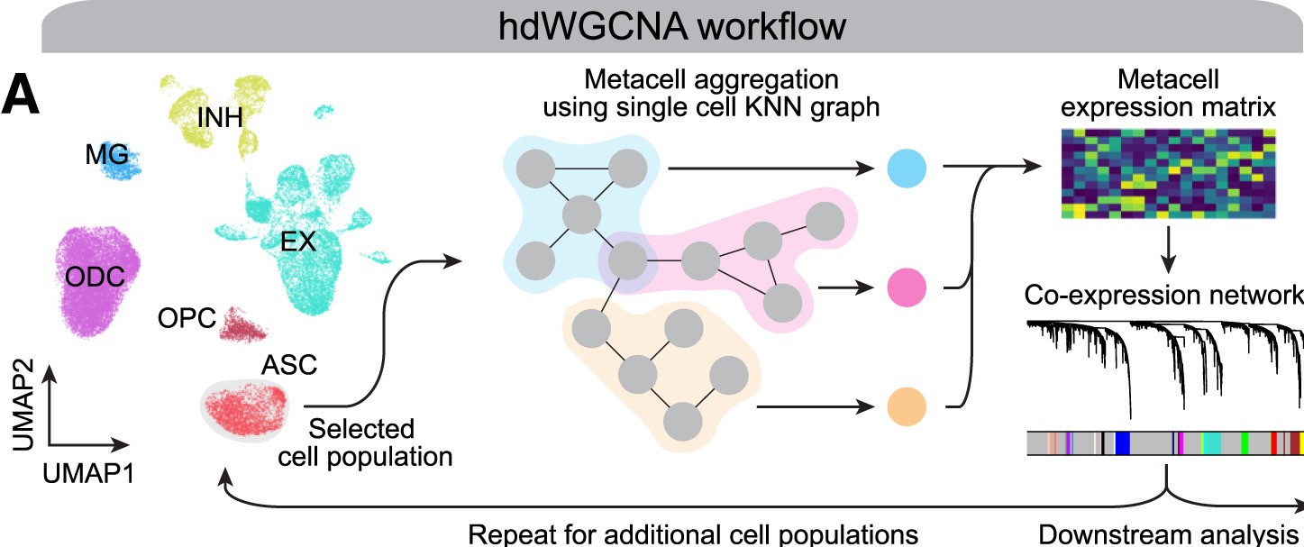 Workflow of hdWGCNA. Similar cells are summed or averaged together to form metacells. The resulting matrix is then used as the basis for inferring modules of coexpressed genes. The metacells expression matrix is the base for all the downstream analysis, such as differential expression of genes modules in specific clusters