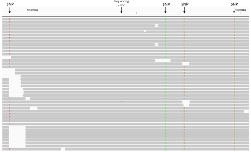 SNP positions in IGV: reads show mismatches (colored letters) at marked positions