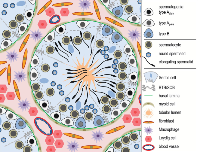 Tubule scheme