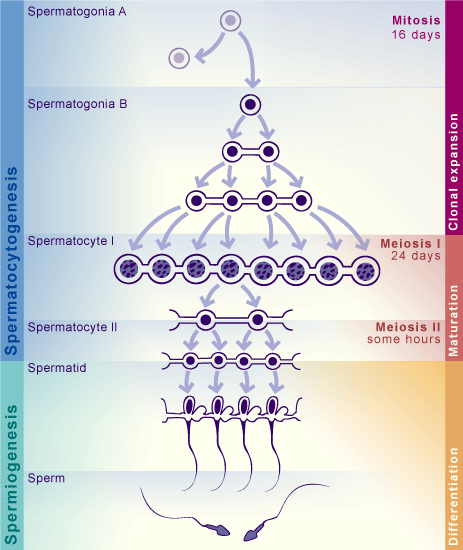 Spermatogenesis